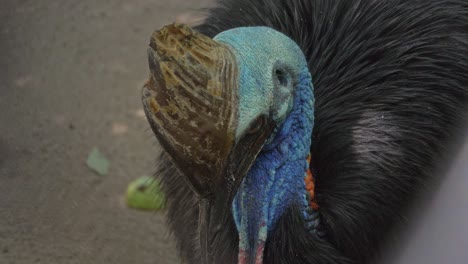 Close-Up-Of-A-Southern-Cassowary-In-Australia