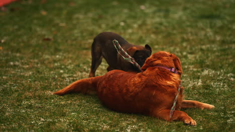 Belgian-Malinois-puppy-dog-and-adult-Golden-Retriever-play-together