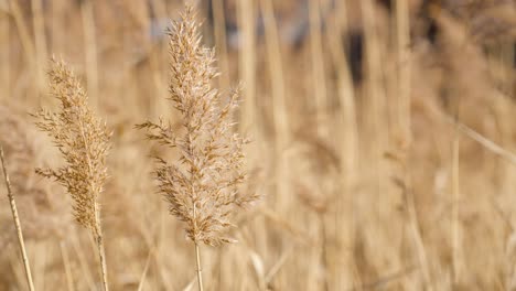 Dry-Common-reed-grass-swaying-in-slow-motion-on-sunny-day