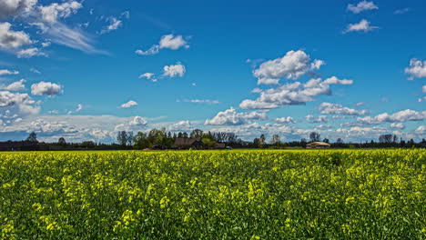 Incredible-wide-angle-timelapse-shot-of-yellow-flowers-dancing-in-the-field-while-clouds-in-the-blue-sky-change-formation