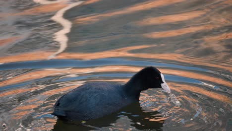 Eurasian-coot-Black-Water-Bird-Dive-Under-Water-Foraging-Algae-or-Driftweed-Leaves-at-Sunset---close-up-tracking