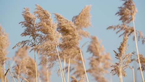 Phragmites-australis-an-invasive-non-native-wetland-grass-also-known-as-phrag-or-common-reed-swaying-against-blue-sky-in-slow-motion