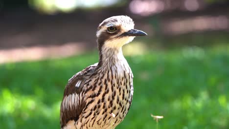 Wild-nocturnal-bird-species,-an-inactive-bush-stone-curlew,-burhinus-grallarius,-standing-motionless-on-grassy-field,-extreme-close-up-shot-capturing-its-feather-details-and-eye-blinking