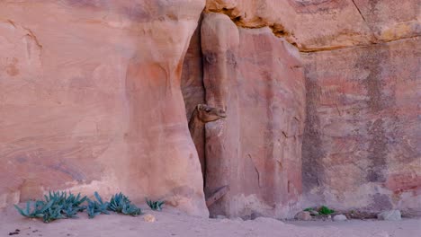 Arabian-camel-peeking-head-out-of-shady-red-sandstone-rock-cave-in-desert-city-of-Petra,-Jordan,-Middle-East