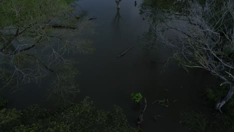 Ein-Trockener-Baum,-Der-Mitten-In-Einem-überfluteten-See-Steht