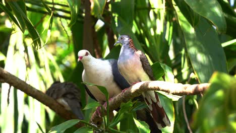 Close-up-shot-of-a-male-white-headed-pigeon-and-a-bar-shouldered-dove-perching-side-by-side-on-the-tree-branch-in-tropical-rainforest,-lush-green-foliages-environment,-spread-its-wings-and-fly-away