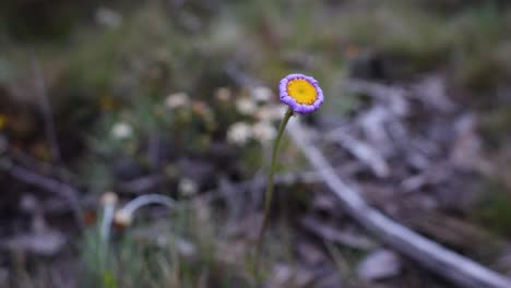 A-close-up-shot-orbitting-around-a-purple-flower-up-in-Australias-alpine-region