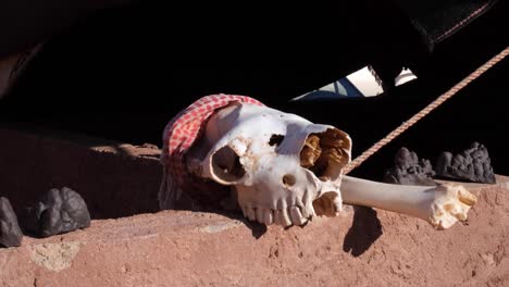 Arabian-camel-skull-and-skeleton-bone-remains-on-a-red-sandstone-wall-at-Bedouin-tent-in-Wadi-Rum-desert-in-Jordan,-Middle-East
