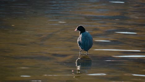Eurasian-Common-Coot-Preens-Standing-in-Shallow-Stream-and-Reflected-in-Clean-Water-Surface---back-view