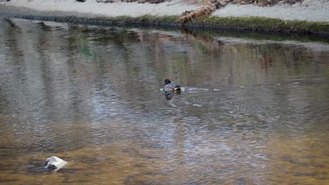 Male-Eurasian-teal-duck-swims-in-Yangjae-stream-eating-algae-in-Seoul-city,-South-Korea