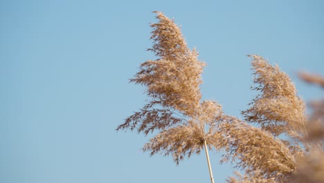 Fluffy-Dry-Common-reed-grass-swaying-on-blue-sky-backgorund-in-slow-motion-on-sunny-day