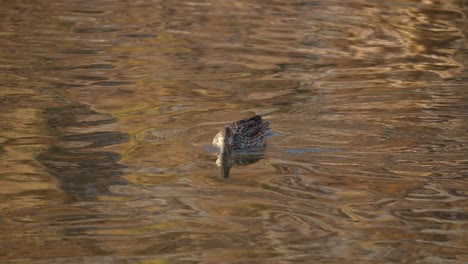 Female-Eurasian-teal-,-common-teal,-or-Eurasian-green-winged-teal-dabbling-in-stream-feeding-from-water-surface