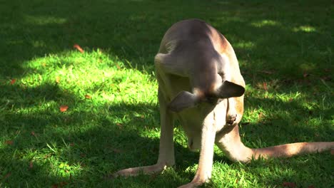 Wildes-Erwachsenes-Rotes-Känguru,-Osphranter-Rufus,-Der-Seinen-Körper-Mit-Seiner-Pfote-Auf-Grüner-Weide-Kratzt,-Sein-Fell-Leckt-Und-Versucht,-Sich-An-Einem-Heißen-Tag-Abzukühlen,-Nahaufnahme-Von-Einheimischen-Australischen-Wildtierarten