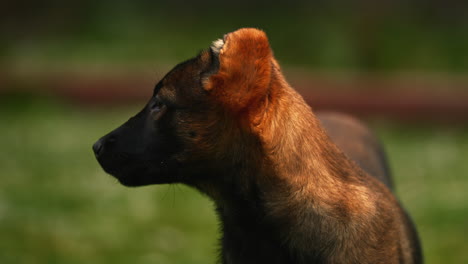 Portrait-of-a-cute-purebred-Belgian-Malinois-puppy,-looking-around