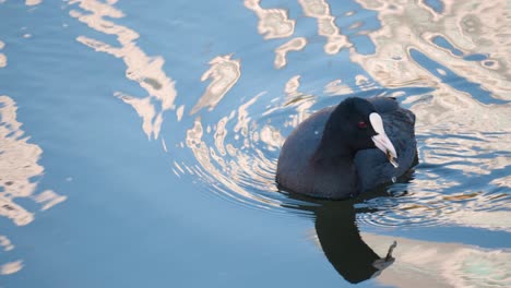 Lone-Eurasian-coot,-Fulica-atra,-swims-on-stream-picking-up-driftweed-or-algae-from-water-surface---tracking-close-up