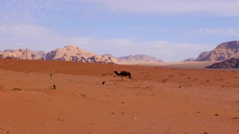 Arabian-camel-walking-through-sand-dunes-in-vast,-remote-wilderness-of-Wadi-Rum-desert-in-Jordan,-Middle-East