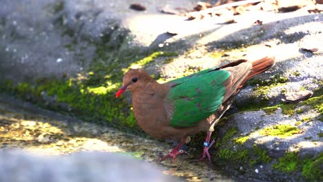 Thirsty-common-emerald-dove,-chalcophaps-indica-perching-by-the-pond,-dipping-its-beak-into-the-water,-close-up-shot-at-daytime