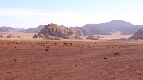 Herd-of-Arabian-camels-walking-through-vast,-remote-wilderness-of-Wadi-Rum-desert-with-red-sandstone-mountainous-landscape-in-Jordan,-Middle-East