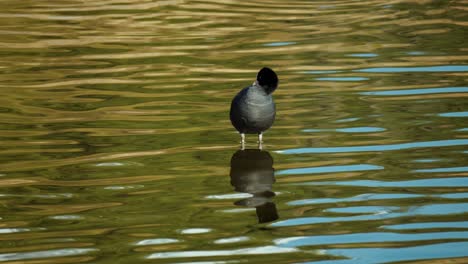 Eurasian-Common-Coot-Preens-or-Cleans-Wing's-Feathers-Standing-in-Shallow-Stream-and-Reflected-in-Water-Surface---front-view
