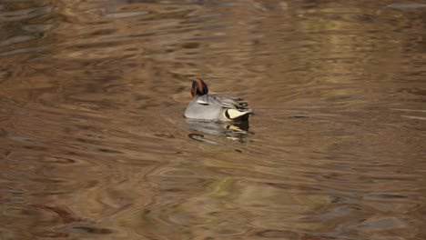 Male-Eurasian-teal-drake-dabbling-in-stream-foraging-in-shallow-water-at-sunset-soft-light