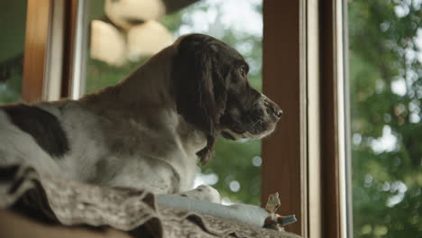 Hund-Liegt-Auf-Der-Couch-Und-Schaut-Am-Sommertag-Aus-Dem-Fenster