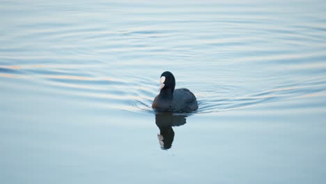 Eurasian-coot,-Fulica-atra,-bird-swimming-on-the-lake-picking-up-alga-from-water-surface-in-the-morning-sunrise