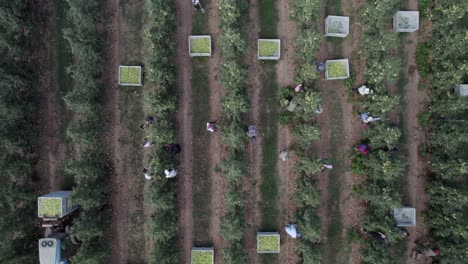 Topdown-view-along-orchard-in-row-with-people-Harvesting-fruit-in-Pear-Orchard,-Portugal