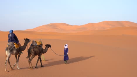 Dromedary-walking-in-the-Sahara-desert,-Morocco
