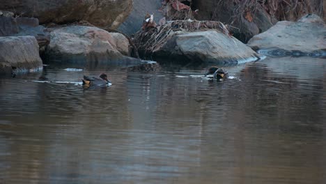 Eurasian-teal-ducks-swim-on-river-by-large-rocks-foraging-algae
