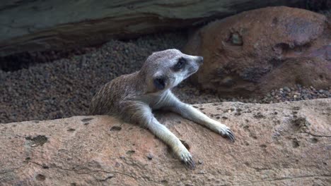Close-up-shot-of-a-meerkat,-suricata-suricatta-stretch-out-and-laying-flat-on-the-rock-to-cool-down-and-regulate-the-body-temperature-on-a-hot-day,-curiously-wondering-around-its-surroundings