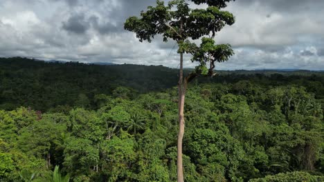 Tall-rainforest-tree-towering-high-above-the-dense-tropical-forest-below