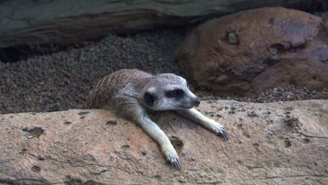 A-tired-meerkat,-suricata-suricatta-stretch-out-its-arms-and-laying-flat-on-the-rock-to-cool-down-and-regulate-the-body-temperature-on-a-hot-day,-curiously-wondering-around-its-surroundings