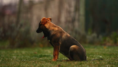 Junger-Belgischer-Malinois-brauner-Hund,-Der-Auf-Grünem-Grasrasen-Sitzt-Und-Gähnt,-Seitenansichtsporträt-Im-Freien-Im-Park-Mit-Geringer-Schärfentiefe