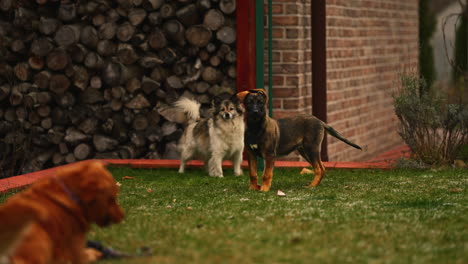 Three-Dogs-Playing-With-a-Toy-Slow-Motion-Cinematic-Shot