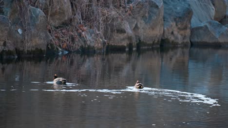 Male-Eurasian-teals-swim-on-winter-still-water-pond-eating-algae-in-the-evening
