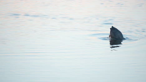 Hungry-Eurasian-coot-dives-deep-under-water-foraging-and-eating-algae-at-sunset