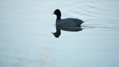 The-Eurasian-coot,-Fulica-atra,-swimming-at-still-water-in-the-morning-foraging,-black-bird-reflected-in-dead-pond