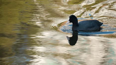 Foraging-Eurasian-coot,-Fulica-atra,-Submerges-Head-Under-Water-Catching-Algae-at-Forest-Stream