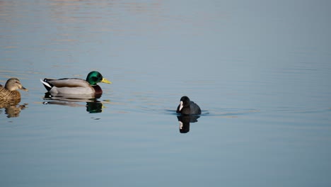 Eurasian-coot,-Fulica-atra,-eating-alga-in-a-calm-morning-water-when-pair-of-male-and-female-mallard-ducks-paddling-in-background-in-Seoul-Yangjae-Streem,-South-Korea