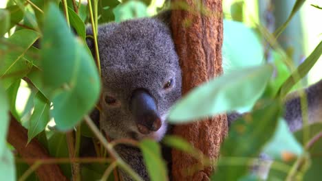 Extreme-close-up-shot-capturing-the-cute-face-of-a-day-dreaming-koala,-phascolarctos-cinereus-in-between-the-fork-of-the-tree-in-daytime-surrounded-by-abundance-of-fresh-eucalyptus-leaves