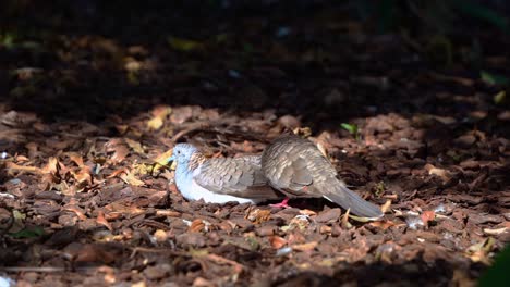 Close-up-shot-capturing-a-pair-of-bar-shouldered-dove,-geopelia-humeralis-on-the-forest-ground,-showing-sign-of-imminent-mating,-by-preening-and-nibbling-of-the-head-and-neck