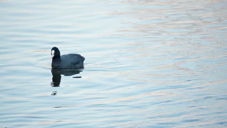 One-Black-Common-Eurasian-coot-eating-algae-swimming-on-a-pond-at-sunset