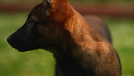 Close-Up-Portrait-of-Adorable-Young-Belgian-Malinois-Dog-in-Park,-Brown-and-Black-Dog-Face-Facing-Camera-Then-Turning-Head,-Shallow-Depth-Of-Field