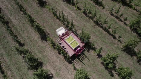 Aerial-ascending-shot-from-vehicle-platform-with-Baskets-full-of-fruit-from-Pear-harvesting