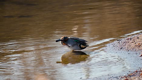 Male-Eurasian-teal-duck-stands-on-one-leg-and-scratching-its-head-and-neck-with-second-leg-,-Anas-crecca