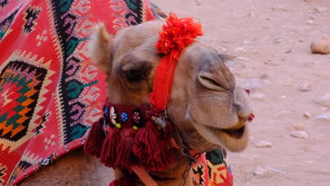 Close-up-of-Arabian-camel-eating,-chewing-and-showing-teeth-with-red-sand-desert-in-Jordan,-Middle-East