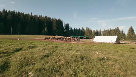 Aerial-FPV-racing-drone-footage-of-a-herd-of-Hucul-pony-horses-resting-and-grazing-in-an-enclosure-in-the-village-of-Sihla,-Central-Slovakia