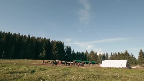 Dynamic-flight-footage-from-racing-drone-moving-fast-towards-a-herd-of-Hucul-horses-grazing-on-a-pasture-in-Sihla,-Central-Slovakia