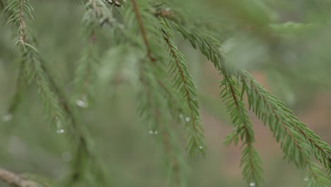 Close-up-shot-of-spruce-tree-branches-and-needles,-focus-searching-with-big-bokeha