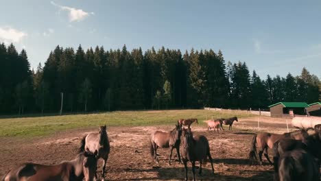 Aerial-FPV-racing-drone-footage-of-a-herd-of-Hucul-pony-horses-resting-and-grazing-in-an-enclosure-in-the-village-of-Sihla,-Central-Slovakia